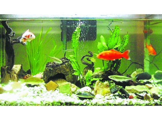 Ventajas de tener peces