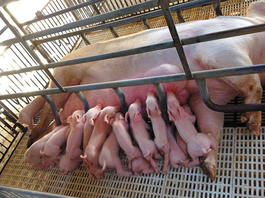 Piden al gobierno evitar la extinción de proyecto porcino