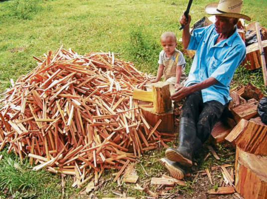 Pobladores de Salamá y La Unión producen ocote para exportación