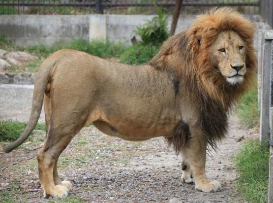 Javier y Simba: Amistad entre garras en el zoológico de la capital hondureña