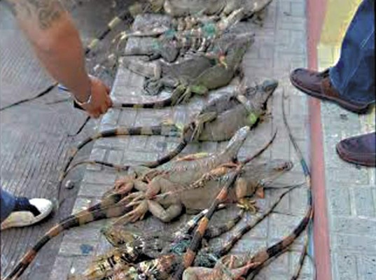 Autoridades liberan a dieciocho iguanas