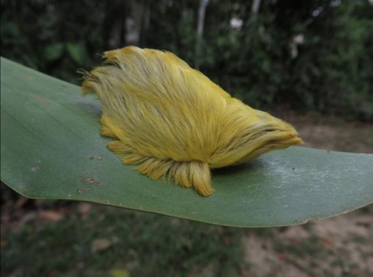 ”Honduras no puede estar fuera del Miss Universo”