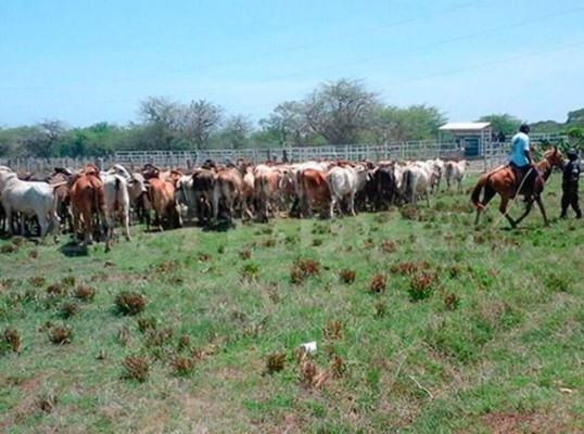 Destazarán ganado decomisado a los Pinto