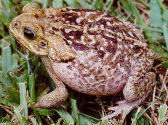 Los mejores controladores biológicos contra el mosquito transmisor del zika