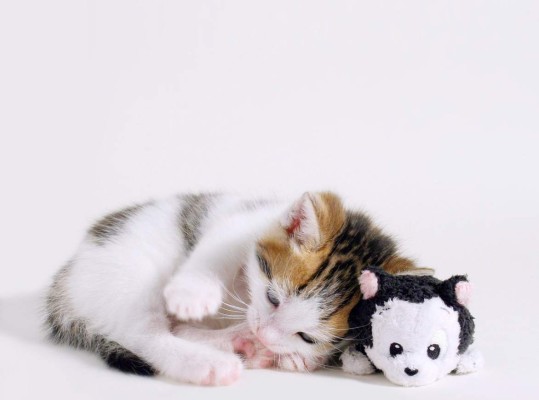 Enfermedades comunes en gatos
