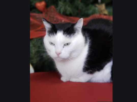 Ponen en adopción a la 'peor gata del mundo” en EEUU&nbsp;&nbsp;