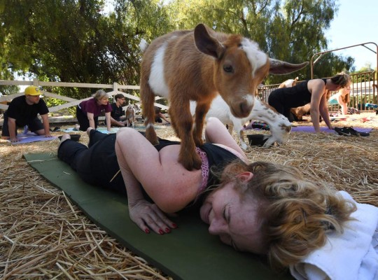 Yoga con cabras, la última moda en Estados Unidos