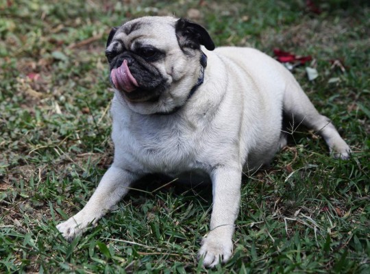 Evite problemas en los oídos de su mascota