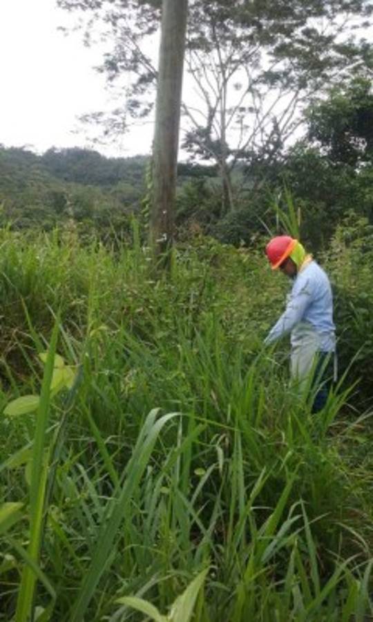 Cuadrillas de EEH realizan trabajos preventivos 