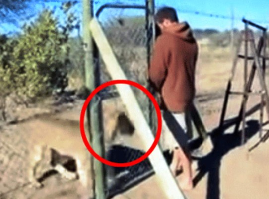 La reacción de un león cuando le abren la puerta de su jaula