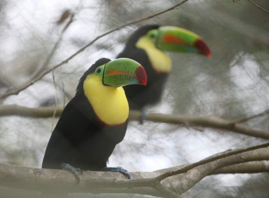 Zoológico Rosy Walther, un destino hermoso en la capital de Honduras