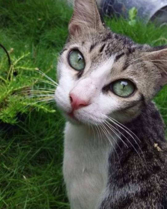 Tiernas imágenes que comparten nuestros lectores en el Día Internacional del Gato