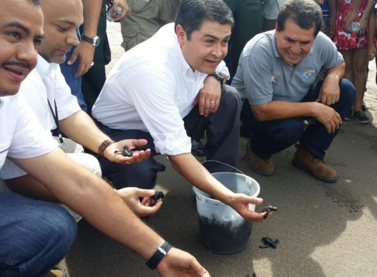 Honduras: Liberan 1,300 tortugas marinas en Golfo de Fonseca&nbsp;&nbsp;
