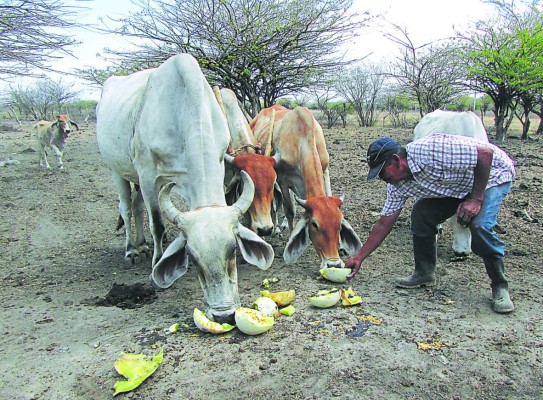 Ganaderos de la zona sur sin agua ni pasto para semovientes