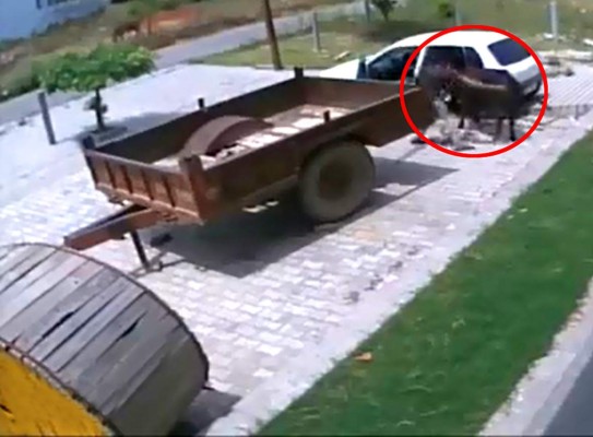 VIDEO: Se roba una vaca en un auto