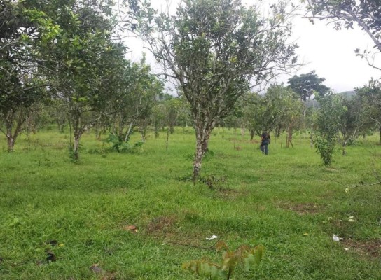 Incautan más bienes a la familia Rosenthal