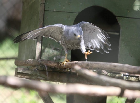 Zoológico Rosy Walther, un destino hermoso en la capital de Honduras