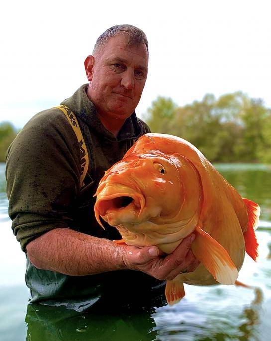 Un pescador encuentra uno de los peces dorados más grandes del mundo en Francia