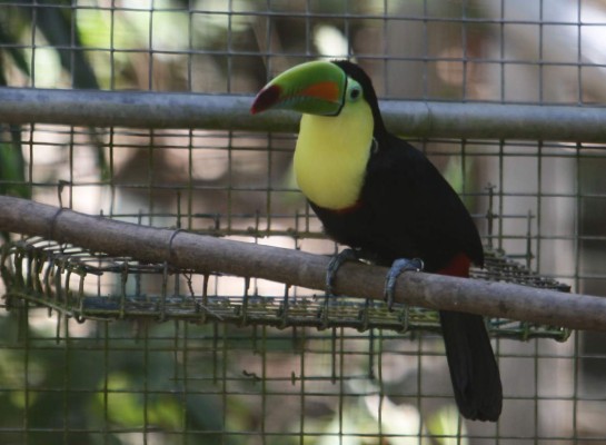 Aventura para explorar la vida silvestre en Roatán