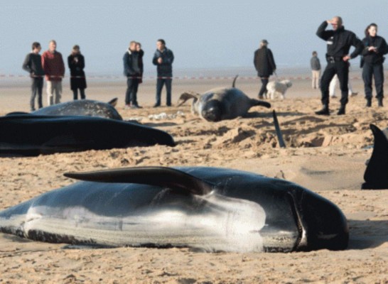 Un grupo de 10 ballenas encallan en una playa francesa&nbsp;&nbsp;&nbsp;