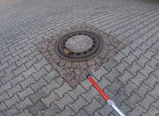 FOTOS: El rescate de una rata 'gorda' de una alcantarilla