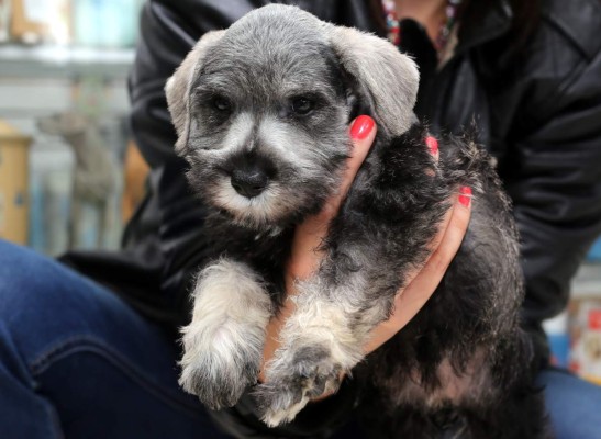 Su gato y perro no están exentos de alergias