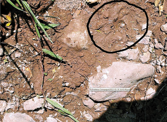 Informe no revela causante de la muerte de ovejas