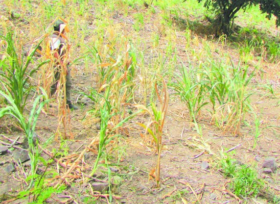 $3.9 millones dará EE UU para sequía