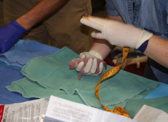 Nacen dos bebés panda en el zoo de Washington