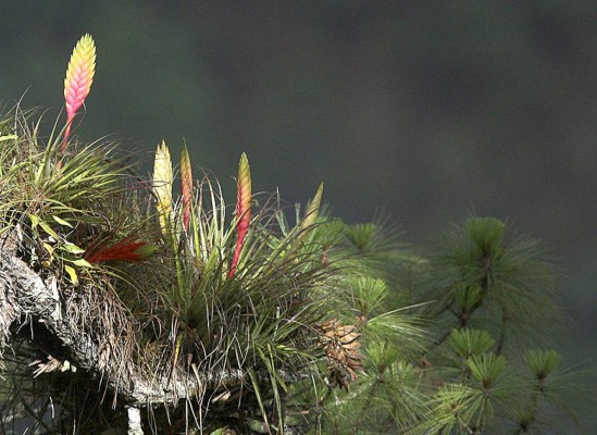 Las Fotos de la Semana en ElHeraldo.hn