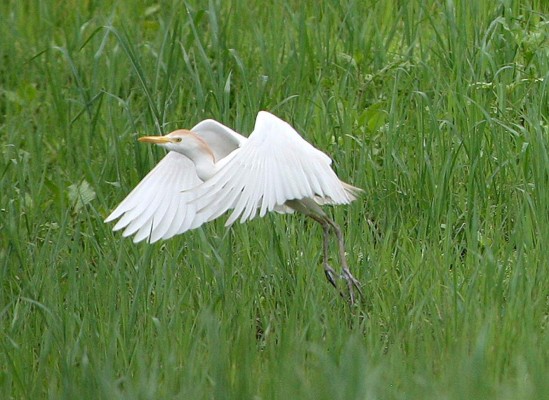 Las Fotos de la Semana en ElHeraldo.hn
