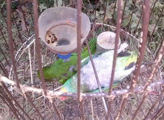 Abejas africanizadas atacan a habitantes y mascotas de vivienda