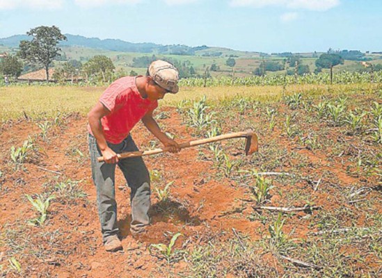 En emergencia por falta de alimentos