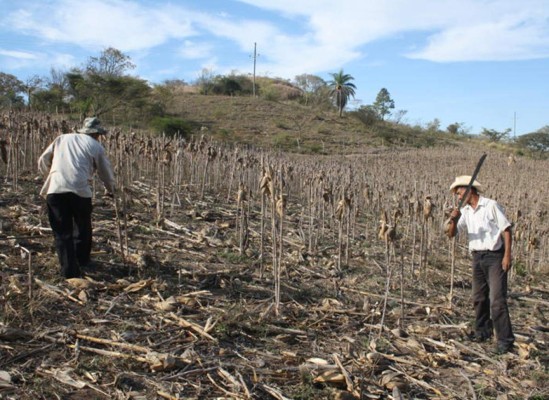 A penas 25 días de escasas lluvias le quedan al país