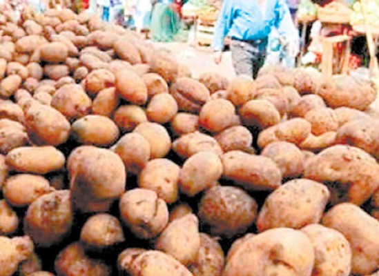 Aprueban papas y manzanas transgénicas