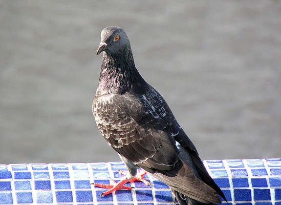 La belleza de Tela en imágenes