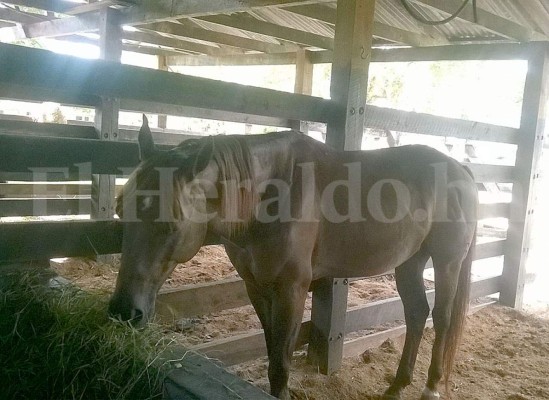 Más de 300 cabezas de ganado había en hacienda de familia Matta
