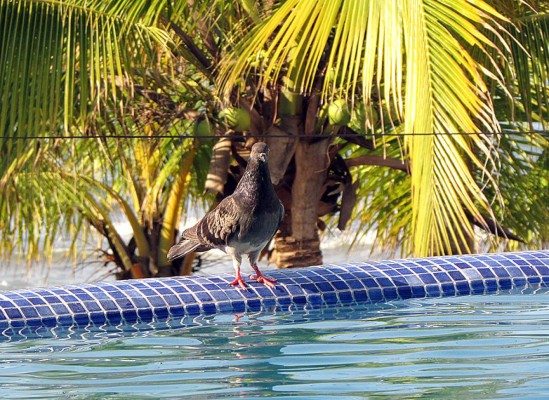 La belleza de Tela en imágenes