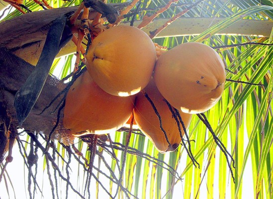 La belleza de Tela en imágenes