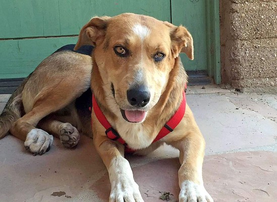 Perrita que fue colgada de un árbol recibe generosos donativos