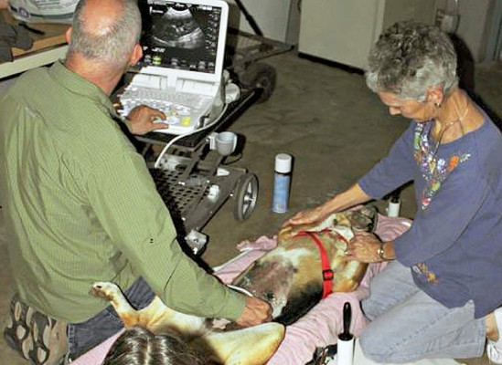 Perrita que fue colgada de un árbol recibe generosos donativos