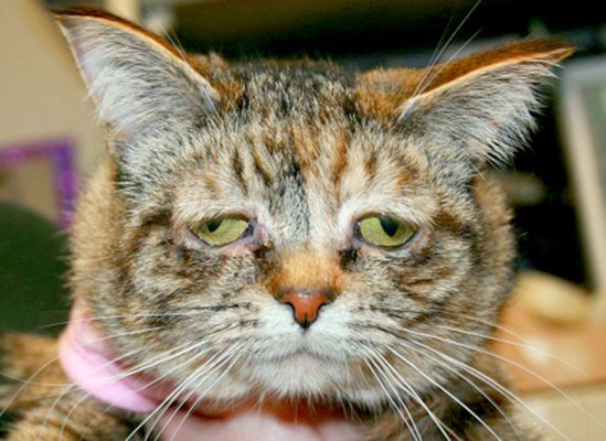 &nbsp;La terrible historia de Tucker, la gata más triste del mundo&nbsp;&nbsp;