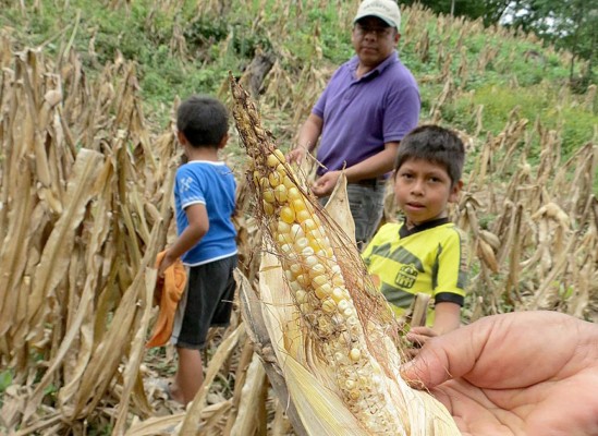 Unas 30 mil familias hondureñas serán afectadas por prolongación de canícula