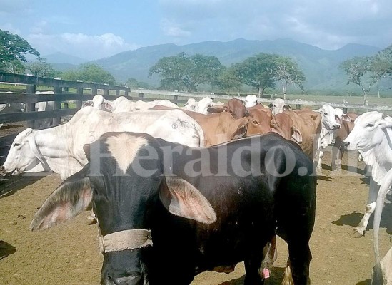 Más de 300 cabezas de ganado había en hacienda de familia Matta