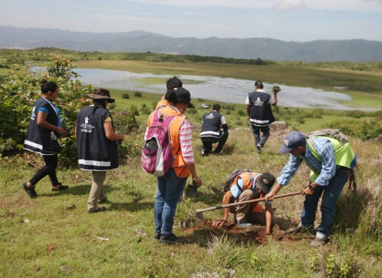 Reforestan área en laguna de El Pedregal