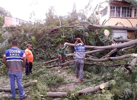 Caída de guanacaste deja sin energía varias colonias de Tegucigalpa