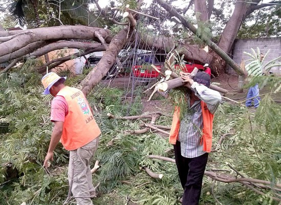 Caída de guanacaste deja sin energía varias colonias de Tegucigalpa