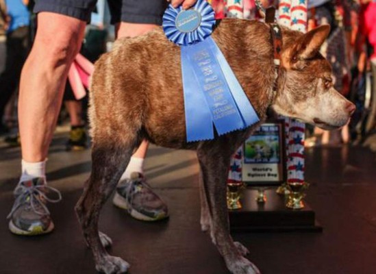 Eligen al perro más feo del mundo