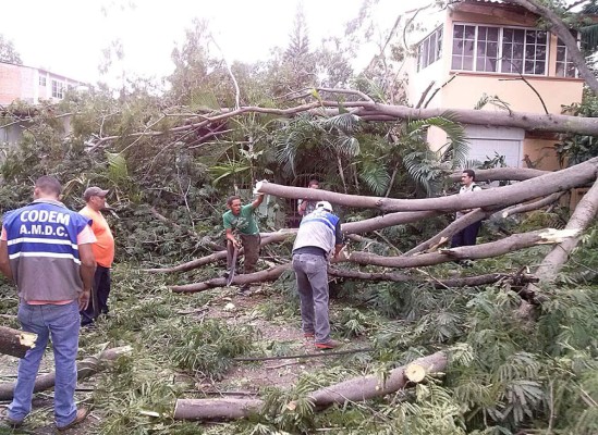 Caída de guanacaste deja sin energía varias colonias de Tegucigalpa