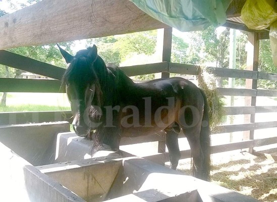 Más de 300 cabezas de ganado había en hacienda de familia Matta